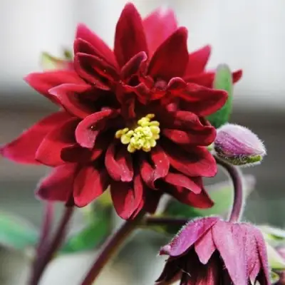 Аквилегия РУБИ ПОРТ обыкновенная в Осиповичах