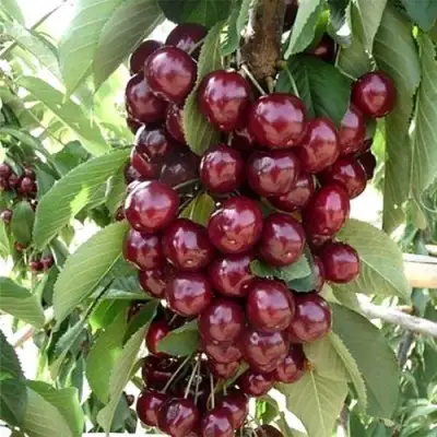 Черешня СИЛЬВИЯ колоновидная в Осиповичах