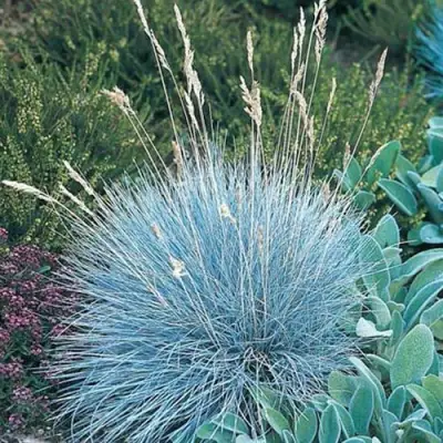 Овсяница АЙСФОГЕЛЬ сизая в Осиповичах