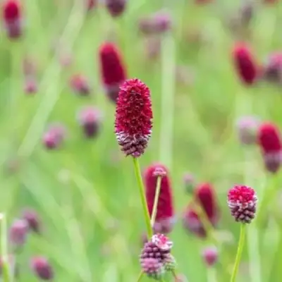 Кровохлебка БИТЛВИНГЗ в Осиповичах