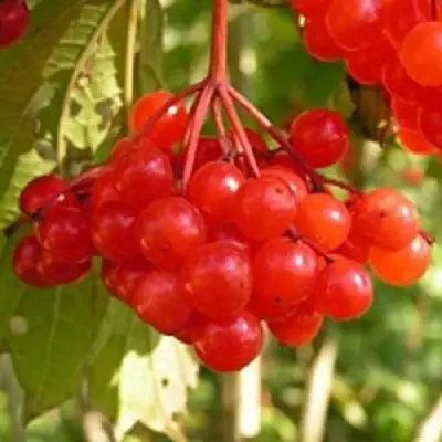 Калина ПАМЯТИ ВАЛЕНТИНЫ в Осиповичах