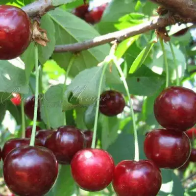 Дюк ИВАНОВНА в Осиповичах