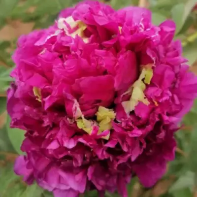 Пион ПОЛЕТ ЛАСТОЧКИ древовидный в Осиповичах