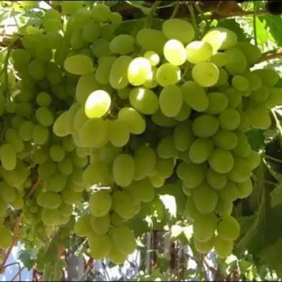 Виноград ИЛЬЯ  в Осиповичах