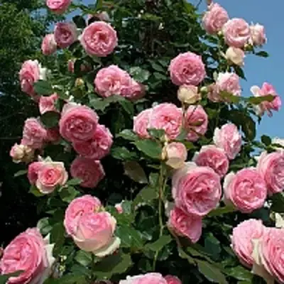 Роза ПЬЕР ДЕ РОНСАР плетистая в Осиповичах