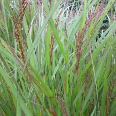 Просо ВЭРРИОР прутьевидное в Осиповичах