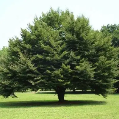 Бук обыкновенный в Осиповичах