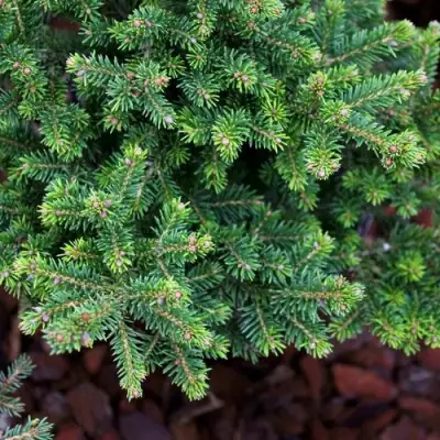 Ель ВИЛС ЦВЕРГ обыкновенная в Осиповичах