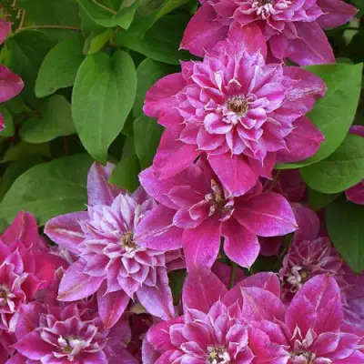 Клематис МАЙ ДАРЛИНГ  в Осиповичах