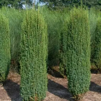 Можжевельник ХИБЕРНИКА обыкновенный  в Осиповичах