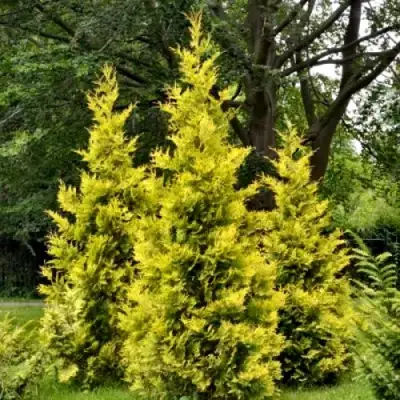 Туя ГОЛДЕН БРАБАНТ западная в Осиповичах