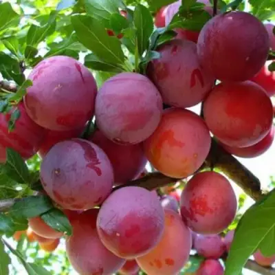 Слива НЕКТАРИННАЯ АРОМАТНАЯ в Осиповичах