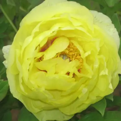 Пион ЗОЛОТО ПОДНЕБЕСНОЙ древовидный в Осиповичах