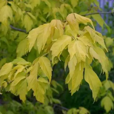 Клен ясенелистный в Осиповичах