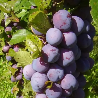 Слива НАГРАДА НЕМАНСКАЯ в Осиповичах