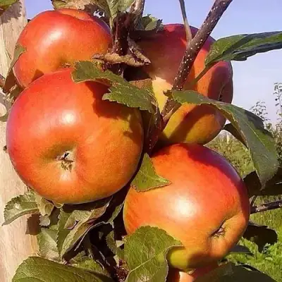 Яблоня ФРИДОМ в Осиповичах