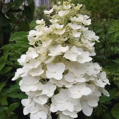 гортензия киушу