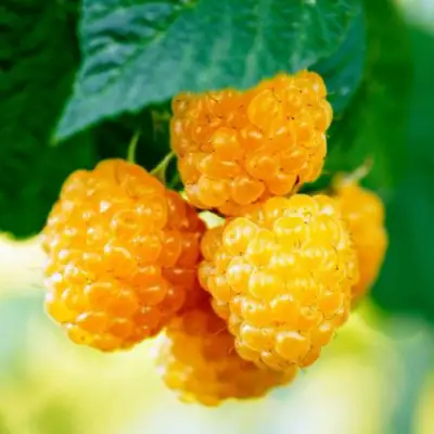 Малина МЕДОВАЯ в Осиповичах