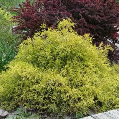 Кипарисовик ГОЛДЕН МОП горохоплодный в Осиповичах