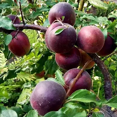 Шарафуга БЕЛЛА РОЯЛЬ в Осиповичах