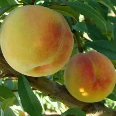 Персик ДОНЕЦКИЙ ЖЕЛТЫЙ в Осиповичах