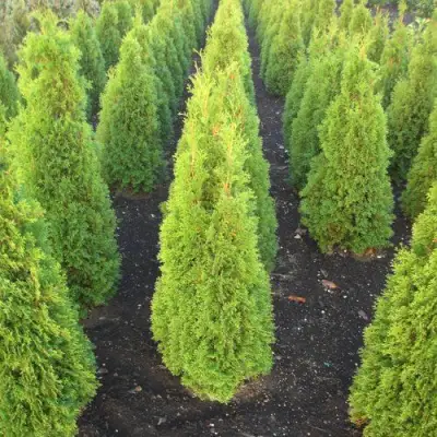 Туя САННИ СМАРАГД западная  в Осиповичах