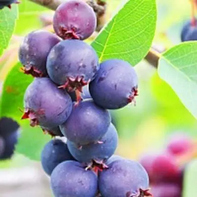 Ирга СМОУКИ в Осиповичах