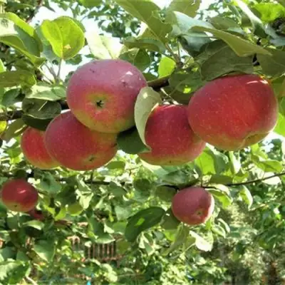 Яблоня ОРЛИК в Осиповичах