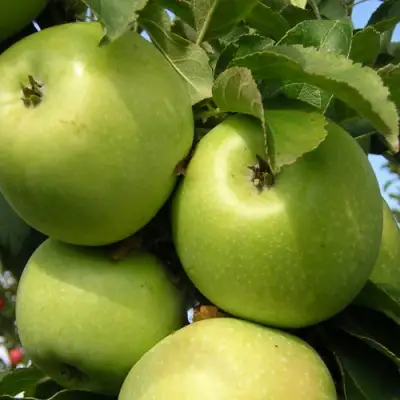 Яблоня КАЛУЖАНКА в Осиповичах