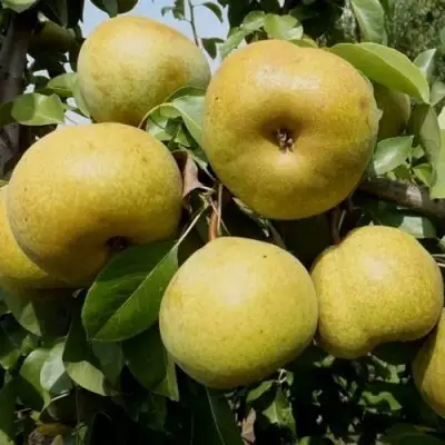 Груша ПЛАТОНОВСКАЯ в Осиповичах