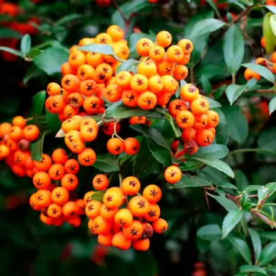 Пираканта ОРАНЖ ГЛОУ в Осиповичах