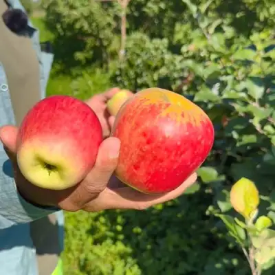 Яблоня БЛАГАЯ ВЕСТЬ в Осиповичах