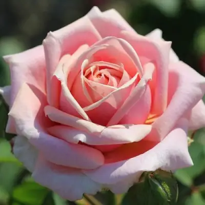 Роза ФРЕДЕРИК МИСТРАЛЬ чайно-гибридная в Осиповичах