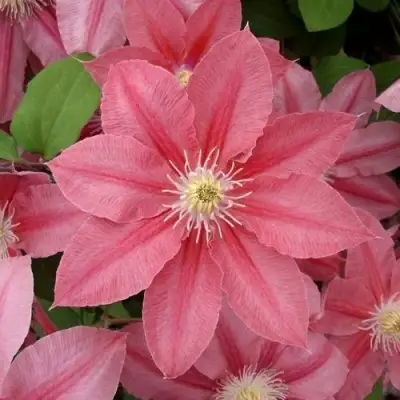 Клематис ЛИТЛ МЕРМЕЙД в Осиповичах