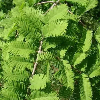 Метасеквойя  ГЛИПТОСТРОБОИДНАЯ  в Осиповичах