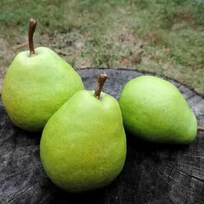 Груша БЕРЕ ЛЮКА в Осиповичах