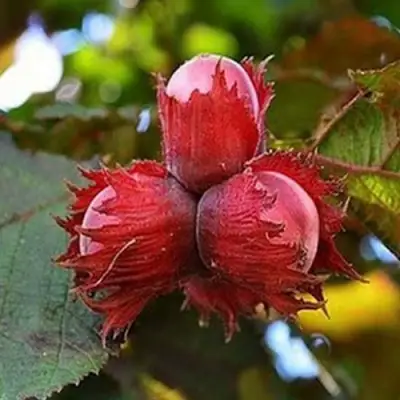 Фундук КРАСНЫЙ ЯНТАРЬ в Осиповичах