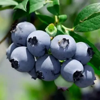 Голубика СИЕРРА в Осиповичах