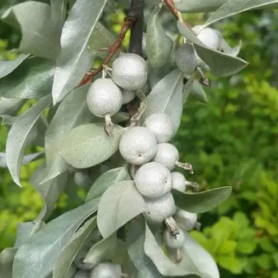 ЛОХ СЕРЕБРИСТЫЙ в Осиповичах