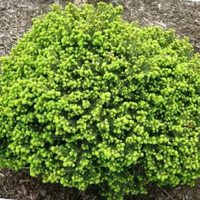 Ель ЛИТЛ ДЖЕМ обыкновенная в Осиповичах