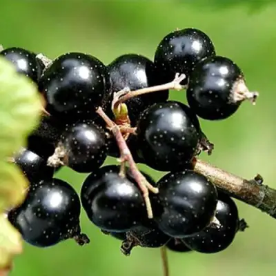 Смородина чёрная ЦЕРЕРА в Осиповичах