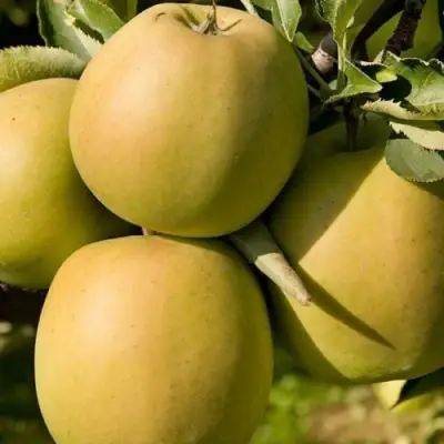 Яблоня МУТСУ в Осиповичах