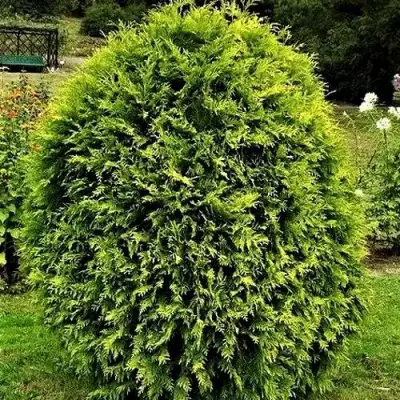 Туя ТИП ТОП западная в Осиповичах