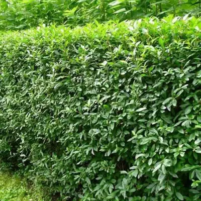 Бирючина обыкновенная в Осиповичах