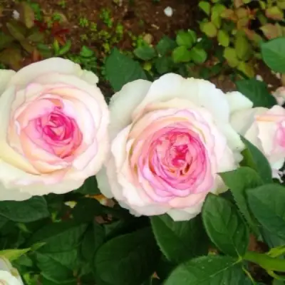 Роза ДОЛЬЧЕ ВИТА чайно-гибридная в Осиповичах