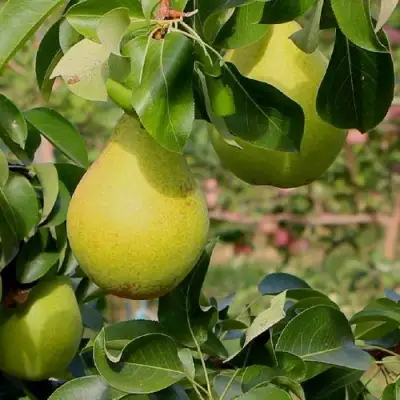 Груша ДОБРЯНКА в Осиповичах