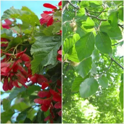 Комплект ЗЕЛЕНОЕ ЧУДО в Осиповичах