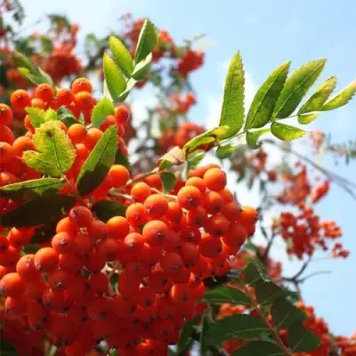 Рябина ВЕФЕД сладкоплодная в Осиповичах