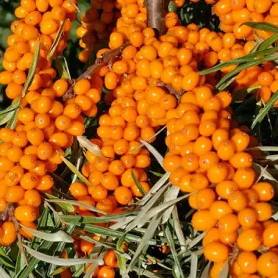 Облепиха ЕЛИЗАВЕТА в Осиповичах