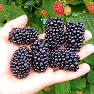 Ежевика ОУАЧИТА бесшипная  в Осиповичах